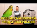 Волнистый попугай - уход и содержание. Как ухаживать за волнистыми попугаями?