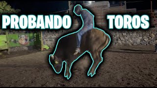 Calando Los Nuevos Toros De Rancho Los Pinos Chitin Venegas