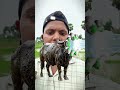Muddy buffalo 🐃 challenge video #mud #muddy #buffalo #challange #video #viral