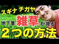 畑の地下茎雑草が生えなくなる２つのポイント！チガヤ、スギナ、ヨモギなどの共通対策【自然農・パーマカルチャー】