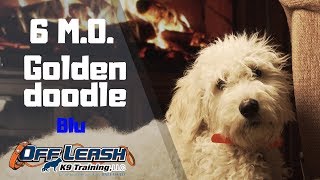 6 M.O. GOLDENDOODLE "BLU" 2 WEEK BOARD & TRAIN W/CHIARA