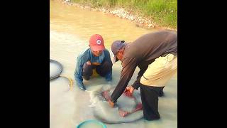 Gold Search Traditional Way | Gold prospecting