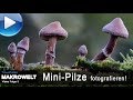 Mini-Pilze perfekt fotografieren (Makrowelt Nr. 5)