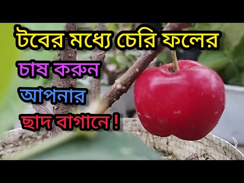 ভিডিও: আরও ব্যবহারের জন্য চেরি এবং চেরি পিট প্রস্তুত