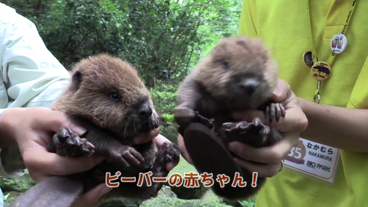 ビーバー赤ちゃんとその家族 Beaver Babies And The Family Youtube