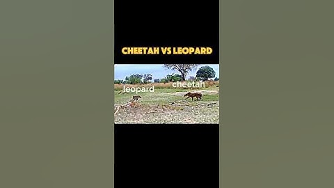 cheetah vs leopard #trending #animals #wildlife #cheetah #leopard #youtubeshorts #shorts