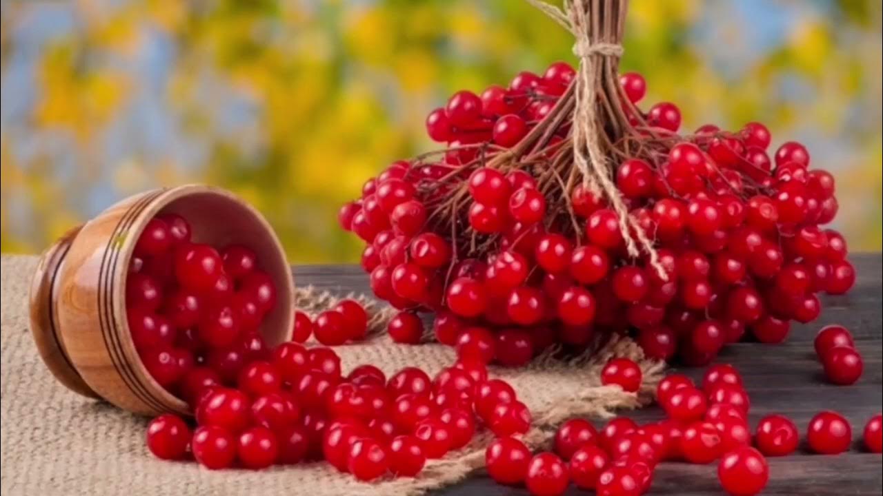 Образотворча діяльність: «Калина», ліплення - YouTube