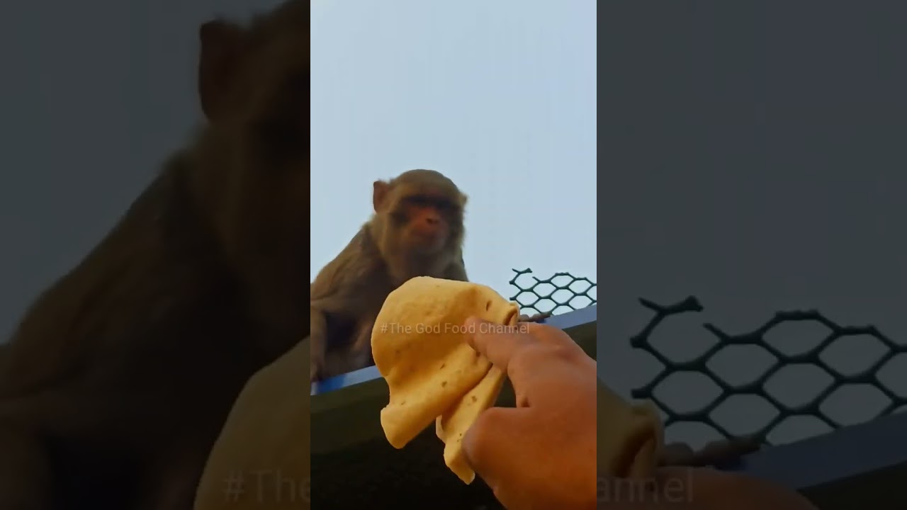 Hungry Monkey||Feeding Food to Monkey
