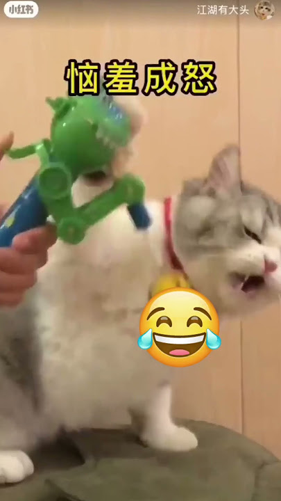 Kucing lucu #kucinglucu #capcut