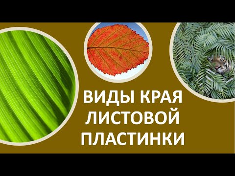 20. Виды края листовой пластинки