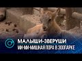 Бэби-бум в Новосибирском зоопарке: малышей выводят в свет