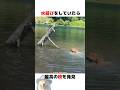 最高の枝を発見したレトリバーのサムネイル
