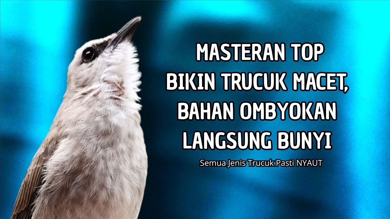 Trucukan GACOR ngalas ROPEL PANJANG suara alam AMPUH buat pancingan jadikan trucuk Gacor GARUDA