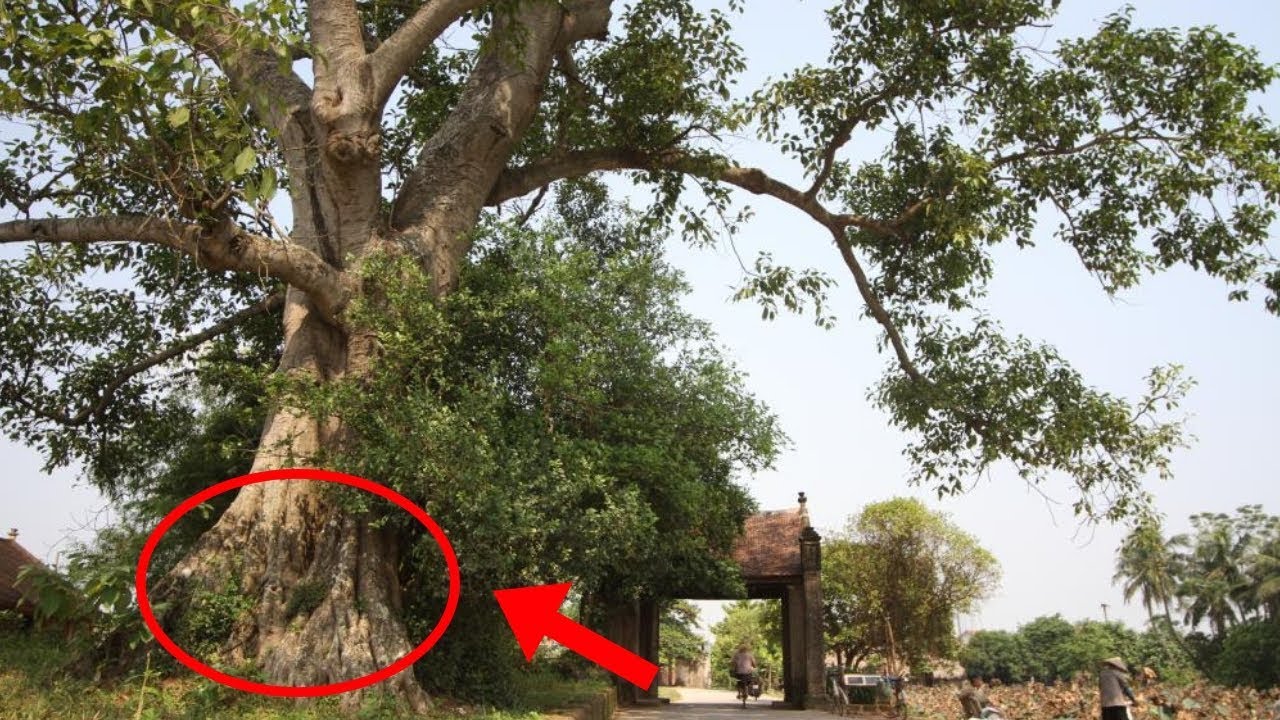 Phong thủy: Những loại cây mang
