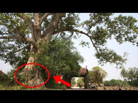 Video Phong thủy: Những loại cây mang 