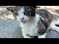 喉を鳴らし続けて喜んでくれる人懐っこくてかわいい猫ちゃん