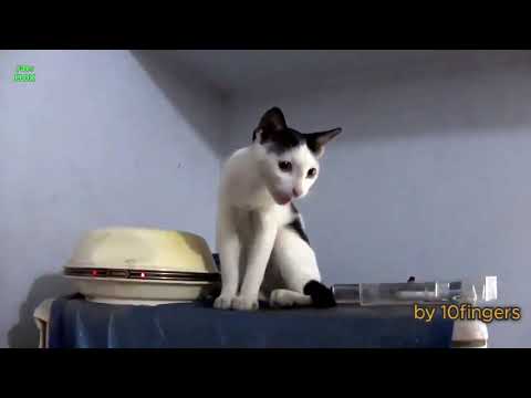 funny-cats-and-kittens-meowing-compilation