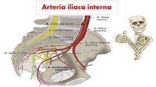 Arteria iliaca interna- irrigación de la pelvis : parte 1