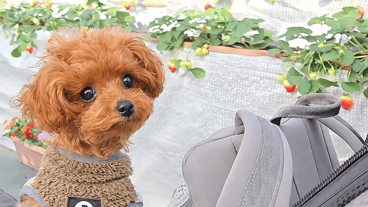 いっしょにいちご狩り🍓｜トイプードル子犬ぽこた