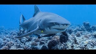 Scuba diving with lemon sharks  Bora Bora HD [1080p]