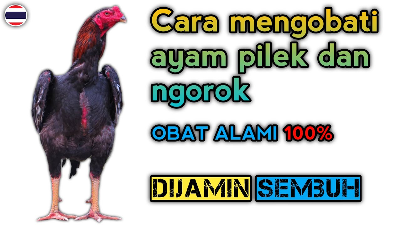 cara mengobati ayam pilek dan ngorok dengan obat alami