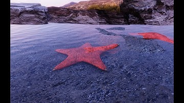 Starfish lowpoy with baked Normal MAP and Laplacian Deform modifier for organic entities