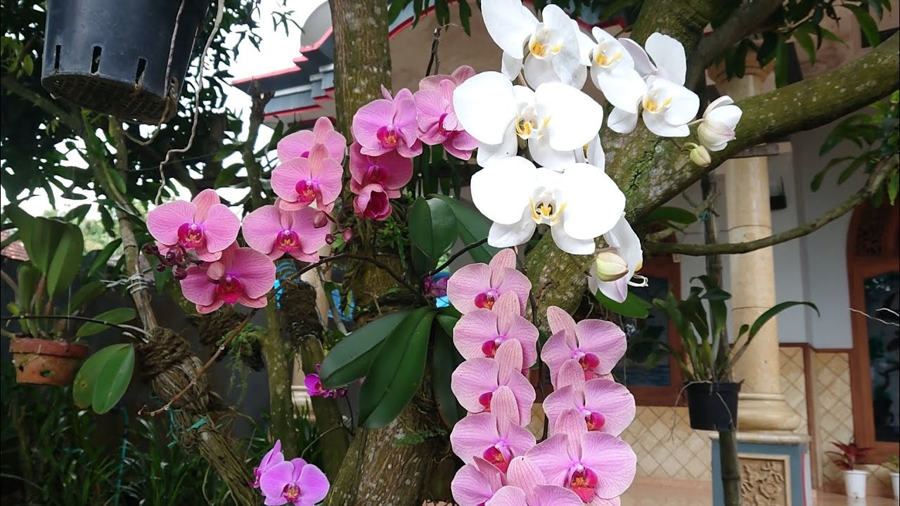 anggrek bulan subur dan berbunga terus tempel pohon, asli buah tangan Bu Haji