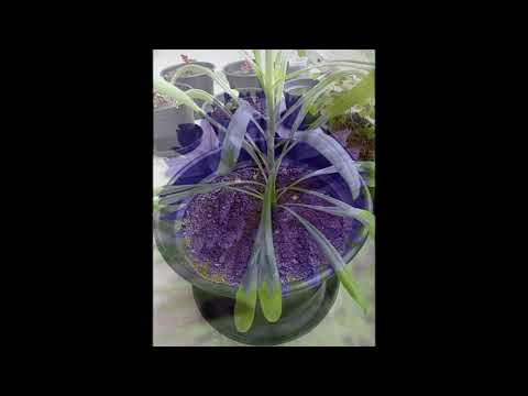 Vídeo: Cornflower blue: descrição, distribuição e aplicação