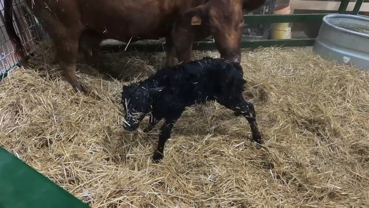 our-cow-giving-birth-to-a-calf-start-to-finish-all-caught-on-camera