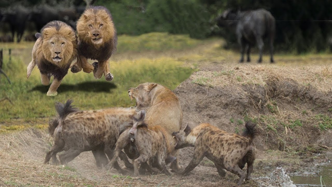 Lion vs Hyena - Hyena and Lion Fighting Who Wins - YouTube