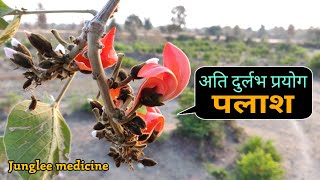 पलाश के अति दुर्लभ और चमत्कारी औषधि प्रयोग/Butea monosperma