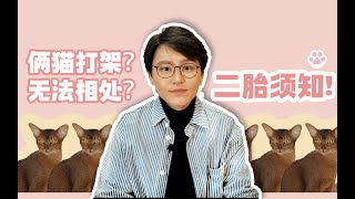 【养猫必看】怎样正确介绍两只猫认识两只猫打架怎么办养二胎全指南