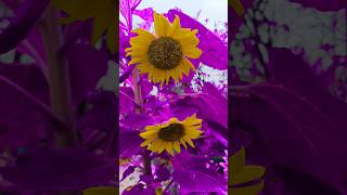 Download Lagu Cantiknya sempurna MP3