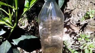 Trampa casera y natural para la mosca de la fruta // homemade trap natural for fruit fly