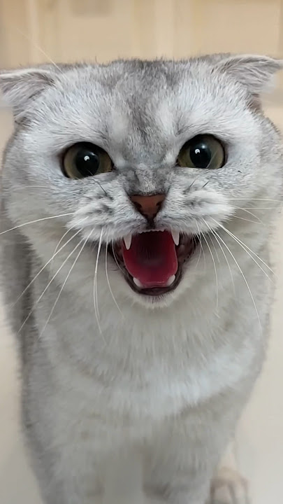 But she didn't think about the most important thing 🐾 … #cat #cats