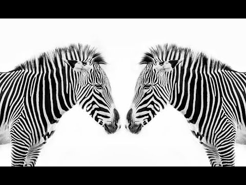 Itambue Mistari Ya Pundamilia Na Maajabu Yake