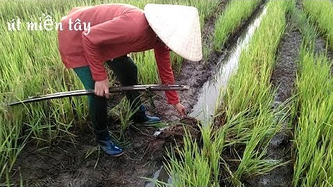 Mưu sinh với nghề/đặt lợp ếch đồng lúa chét/út miền tây