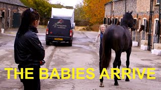 The yearlings arrive at the yard.