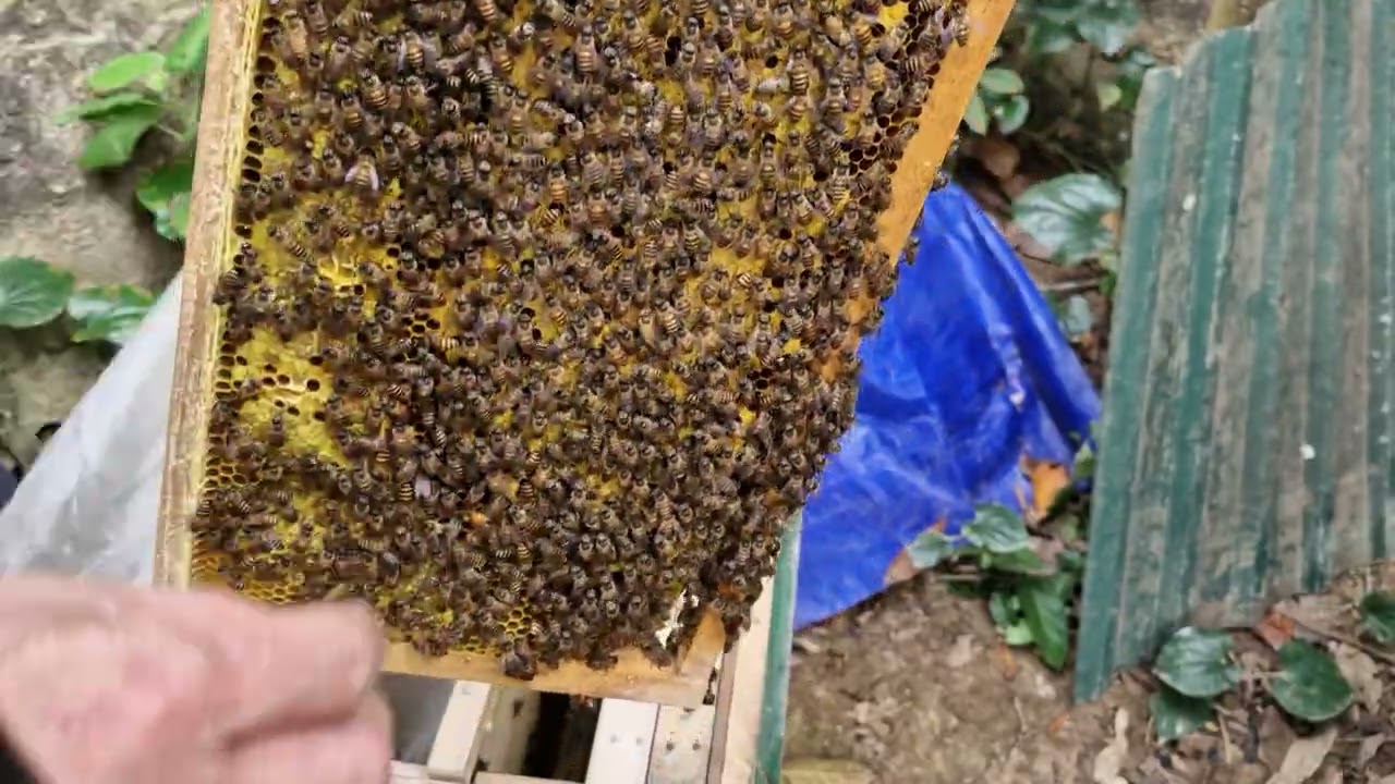 Phương pháp ghép và cân chỉnh đàn ong đơn rản