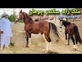 Malik zahid sikander chohan ka khubsurt shok   pakistani desi breed horses 