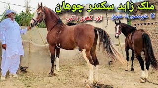 Malik Zahid Sikander Chohan Ka khubsurt Shok  | Pakistani Desi Breed Horses