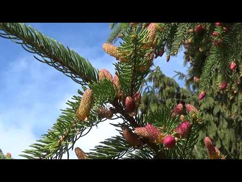 Pine tree flowering