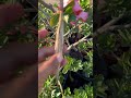 Polinizacion natural de nuestras rosas del desierto