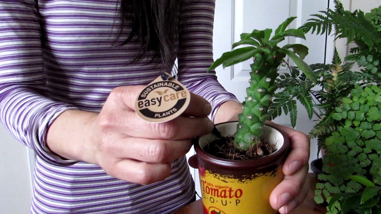 Our Succulent Plant BARGAINS from LIDL Supermarket