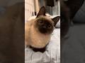 How can I not love this kitten? #animals #cat #catvideos #pets