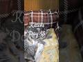 Kittens Day 18 #reseller #kitten #cat #cute #pets