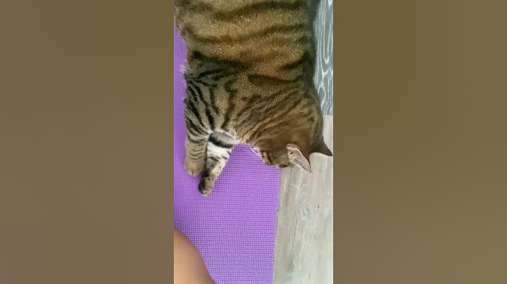 kun sun kissa on liian söpö#youtube #youtube#youtubeshorts#suomi #komedia#fyp#cat #funny #catlovers