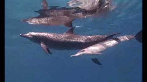 Vangelis - Song Of The Seas