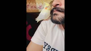 Panchi Insaan Se Zyada Wafadar Hote Hain 🦜❤️ | #ParrotLove #BirdLovers #PanchiPyar #truelove