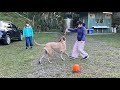 聖誕露營根本是在跟狗玩｜大型犬と追いかけっこのクリスマスキャンピング★奈華